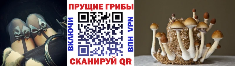 Псилоцибиновые грибы ЛСД  купить   мега tor  Куртамыш 